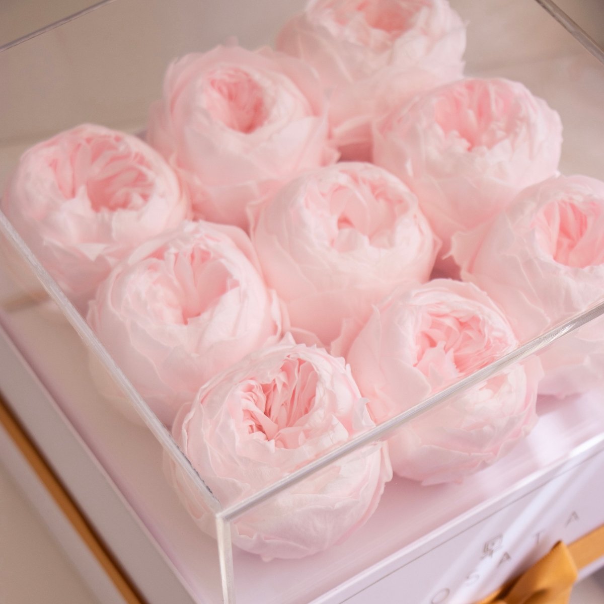 Harmonia White - 9 Peonias Preservadas - arreglo de rosas - Rosata Floral