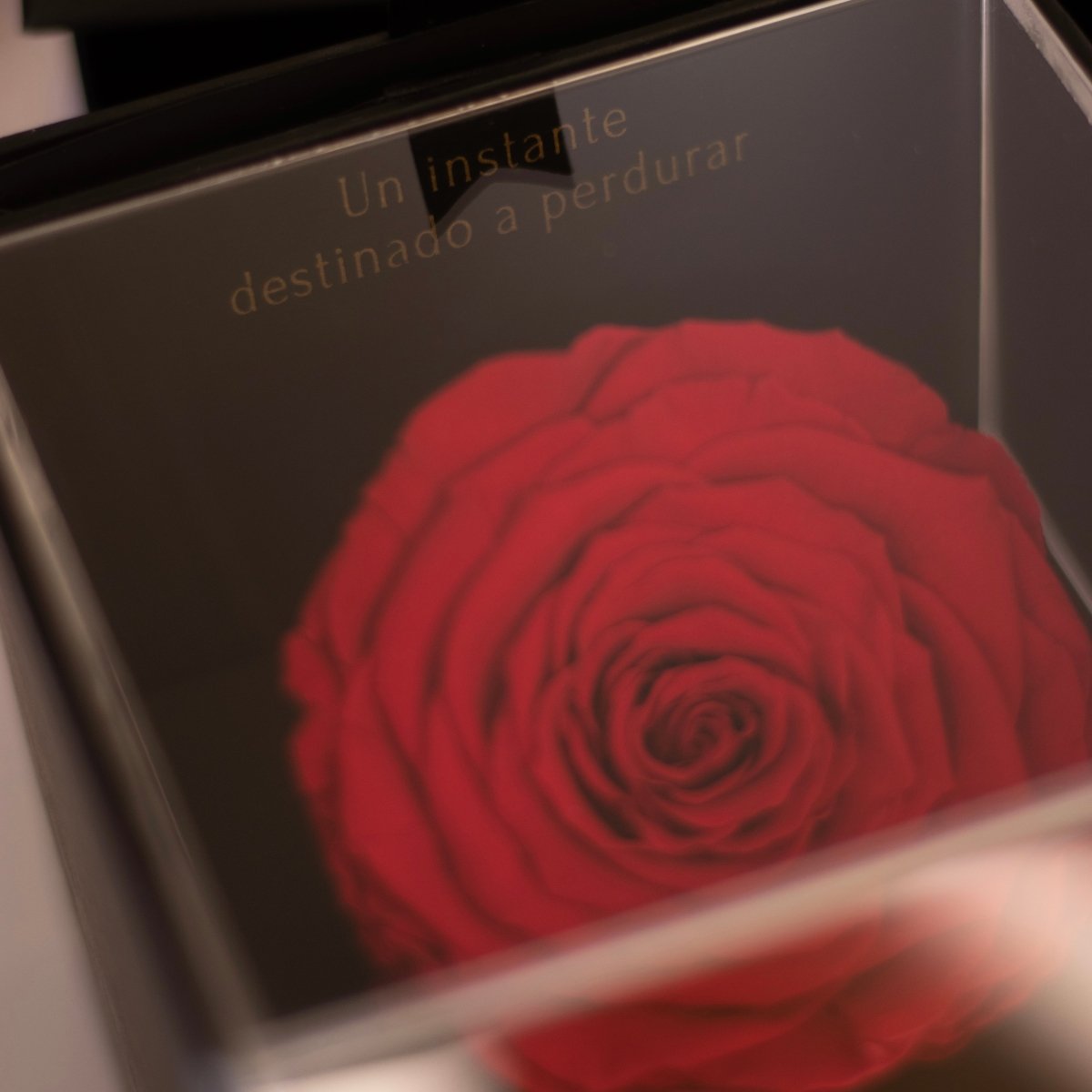 Everty - arreglo de rosas - Rosata Floral