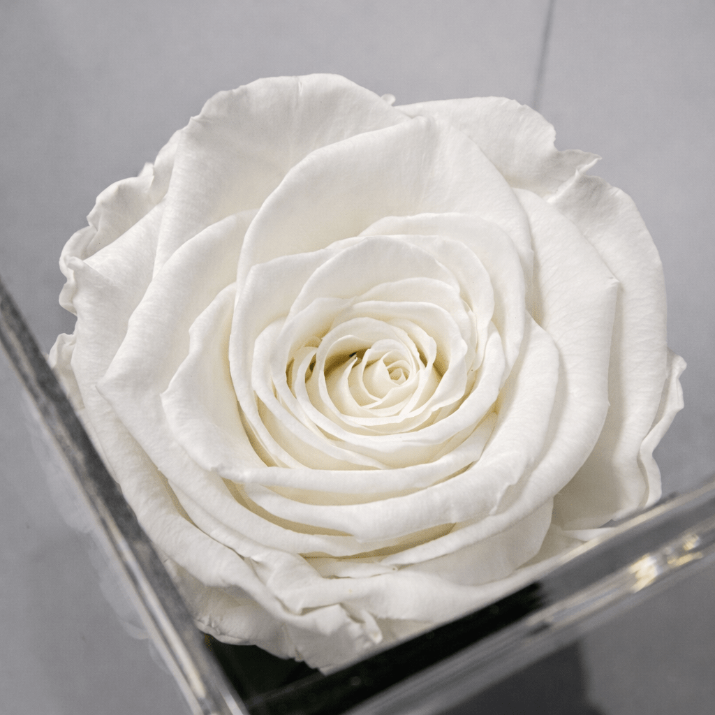 Imperiora Blanca - arreglo de rosas - Rosata Floral