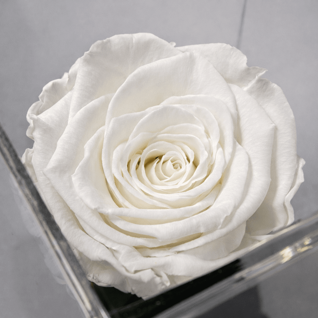 Imperiora White Blanca - arreglo de rosas - Rosata Floral